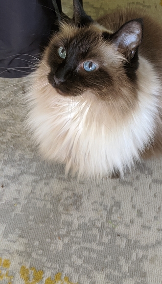 Meet your Posher, Cara - Picture 4 of 6